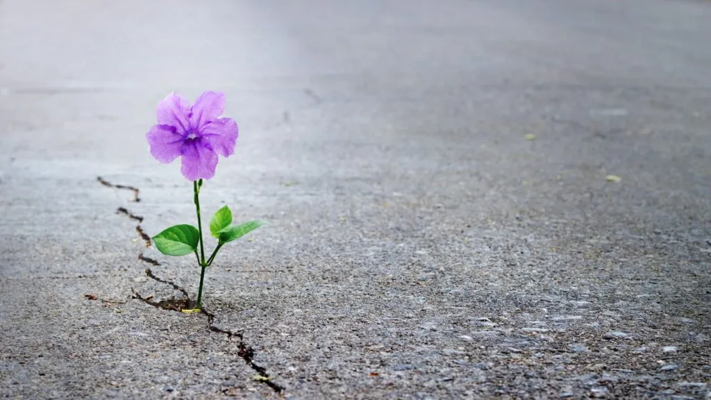 Lost Hopes & Dreams: New Jersey’s Perinatal Bereavement Training for Community Health